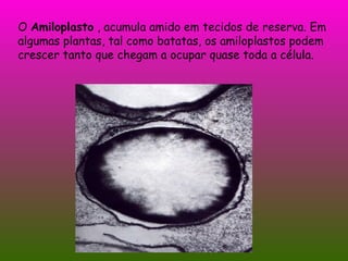 O  Amiloplasto  , acumula amido em tecidos de reserva. Em algumas plantas, tal como batatas, os amiloplastos podem crescer tanto que chegam a ocupar quase toda a célula. 