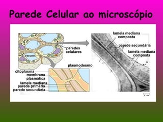 Parede Celular ao microscópio 