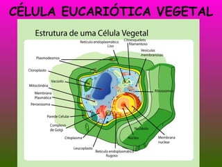 CÉLULA EUCARIÓTICA VEGETAL 