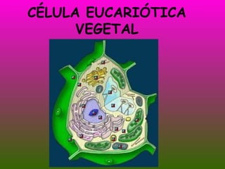 CÉLULA EUCARIÓTICA VEGETAL 