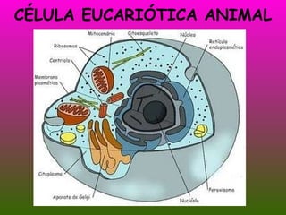 CÉLULA EUCARIÓTICA ANIMAL 