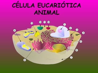 CÉLULA EUCARIÓTICA ANIMAL 