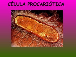 CÉLULA PROCARIÓTICA 