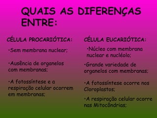 QUAIS AS DIFERENÇAS ENTRE: A fotossíntese e a respiração celular ocorrem em membranas;  A fotossíntese ocorre nos Cloroplastos; A respiração celular ocorre nas Mitocôndrias; CÉLULA PROCARIÓTICA: CÉLULA EUCARIÓTICA: Sem membrana nuclear; Ausência de organelos com membranas; Núcleo com membrana nuclear e nucléolo; Grande variedade de organelos com membranas; 