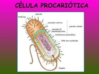 CÉLULA PROCARIÓTICA 