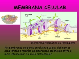 MEMBRANA CELULAR Membrana Plasmática ou Plasmalema As membranas celulares envolvem a célula, definem os seus limites e mantêm as diferenças essenciais entre o meio intracelular e o meio extracelular. 