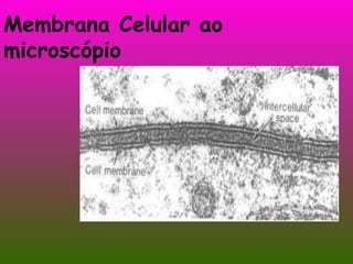 Membrana Celular ao microscópio 