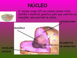 NÚCLEO O  núcleo ocupa 10% do volume celular total. Contém o material genético pelo que controla as reacções  que ocorrem na célula. FILAMENTOS DE CROMATINA NUCLEOPLASMA NUCLÉOLO INVÓLUCRO NUCLEAR 