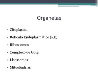 Organelas

• Citoplasma

• Retículo Endoplasmático (RE)

• Ribossomos

• Complexo de Golgi

• Lisossomos

• Mitocôndrias
 