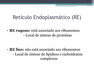 Retículo Endoplasmático (RE)

• RE rugoso: está associado aos ribossomos
        - Local de síntese de proteínas


• RE liso: não está associado aos ribossomos
   - Local de síntese de lípideos e carboídratos
                     complexos
 