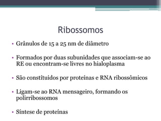Ribossomos
• Grânulos de 15 a 25 nm de diâmetro

• Formados por duas subunidades que associam-se ao
  RE ou encontram-se livres no hialoplasma

• São constítuidos por proteínas e RNA ribossômicos

• Ligam-se ao RNA mensageiro, formando os
  polirribossomos

• Síntese de proteínas
 