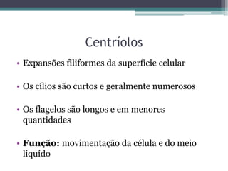 Centríolos
• Expansões filiformes da superfície celular

• Os cílios são curtos e geralmente numerosos

• Os flagelos são longos e em menores
  quantidades

• Função: movimentação da célula e do meio
  liquído
 