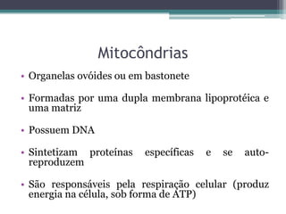Mitocôndrias
• Organelas ovóides ou em bastonete

• Formadas por uma dupla membrana lipoprotéica e
  uma matriz

• Possuem DNA

• Sintetizam proteínas   específicas   e   se   auto-
  reproduzem

• São responsáveis pela respiração celular (produz
  energia na célula, sob forma de ATP)
 