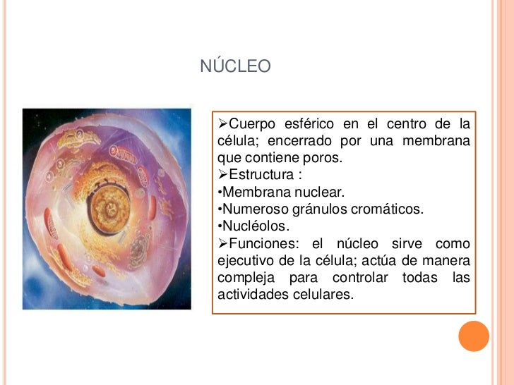 O Que Você Entende Por Núcleo Da Célula