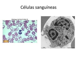 Células sanguíneas
 