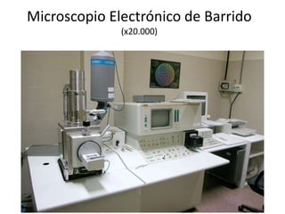 Microscopio Electrónico de Barrido
(x20.000)
 