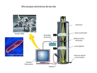electrones
Lente condensador
Deflector de los
electrones
Lente objetivo
Brazo de soporte
de la muestra
Detector
Pantalla
fluorescente
Generador
de barrido
Ameba a MEB
Microscopio electrónico de barrido
 