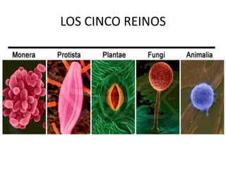 LOS CINCO REINOS
 