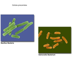 Celulas procariotas
 
