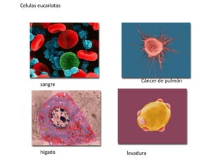Celulas eucariotas
sangre
Cáncer de pulmón
hígado levadura
 