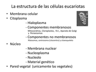 La estructura de las células eucariotas
• Membrana celular
• Citoplasma
- Hialoplasma
- Componentes membranosos
Mitocondrias, Cloroplastos, R.E., Aparato de Golgi
y Peroxisomas
- Componentes no membranosos
Ribosomas, centrosoma (citocentro) y citoesqueleto
• Núcleo
- Membrana nuclear
- Nucleoplasma
- Nucleolo
- Material genético
• Pared vegetal (unicamente las vegetales)
 