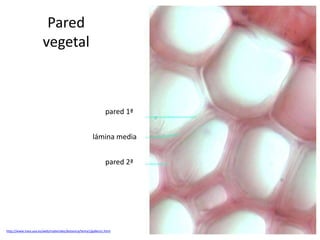 Pared
vegetal
http://www.inea.uva.es/web/materiales/botanica/tema1/gallery1.html
pared 1ª
pared 2ª
lámina media
 