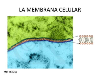 LA MEMBRANA CELULAR
MET x53,260
 