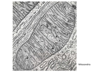 Mitocondria
 