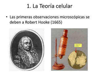 1. La Teoría celular
• Las primeras observaciones microscópicas se
deben a Robert Hooke (1665)
 