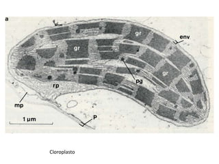 Cloroplasto
 