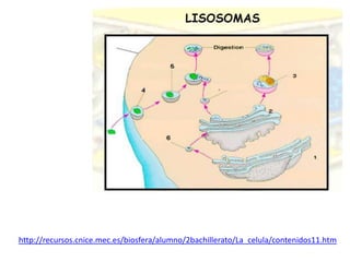 http://recursos.cnice.mec.es/biosfera/alumno/2bachillerato/La_celula/contenidos11.htm
 