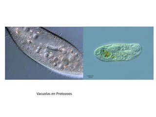 Vacuolas en Protozoos
 