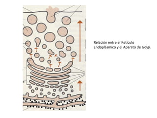 Relación entre el Retículo
Endoplásmico y el Aparato de Golgi.
 