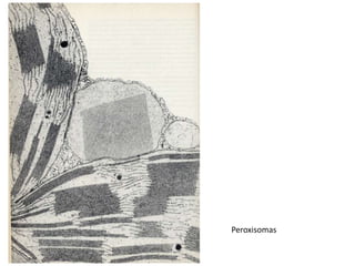 Peroxisomas
 