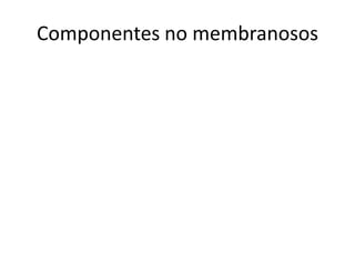 Componentes no membranosos
 