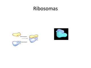 Ribosomas
 
