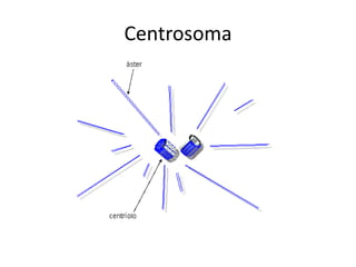 Centrosoma
 