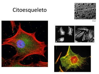 Citoesqueleto
 