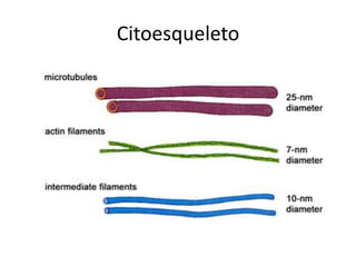 Citoesqueleto
 