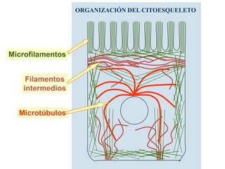 ORGANIZACIÓN DEL CITOESQUELETO
Filamentos
intermedios
Microtúbulos
Microfilamentos
 
