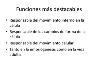 Funciones más destacables
• Responsable del movimiento interno en la
célula
• Responsable de los cambios de forma de la
célula
• Responsable del movimiento celular
• Tanto en la embriogénesis como en la vida
adulta
 
