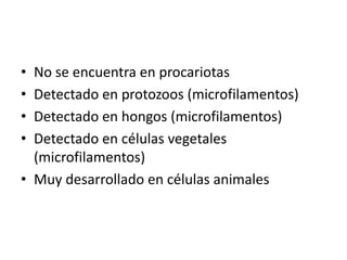 • No se encuentra en procariotas
• Detectado en protozoos (microfilamentos)
• Detectado en hongos (microfilamentos)
• Detectado en células vegetales
(microfilamentos)
• Muy desarrollado en células animales
 
