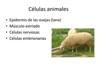 Células animales
• Epidermis de las ovejas (lana)
• Músculo estriado
• Células nerviosas
• Células embrionarias
 