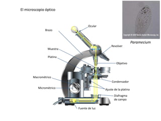 Micrométrico
Macrométrico
Platina
Muestra
Brazo
Ocular
Revolver
Objetivo
Condensador
Ajuste de la platina
Diafragma
de campo
Fuente de luz
Paramecium
El microscopio óptico
 