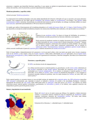 estructuras y orgánulos que desarrollan funciones específicas, lo que supone un método de especialización espacial y temporal.1
No obstante,
células más sencillas, como los procariotas, ya poseen especializaciones semejantes.37
Membrana plasmática y superficie celular
Artículo principal: Membrana plasmática
La composición de la membrana plasmática varía entre células dependiendo de la función o del tejido en la que se encuentre, pero posee elementos
comunes. Está compuesta por una doble capa de fosfolípidos, por proteínas unidas no covalentemente a esa bicapa, y por glúcidos unidos
covalentemente a lípidos o proteínas. Generalmente, las moléculas más numerosas son las de lípidos; sin embargo, la proteínas, debido a su mayor
masa molecular, representan aproximadamente el 50% de la masa de la membrana.36
Un modelo que explica el funcionamiento de la membrana plasmática es el modelo del mosaico fluido, de J. S. Singer y Garth Nicolson (1972),
que desarrolla un concepto de unidad termodinámica basada en las interacciones hidrófobas entre moléculas y otro tipo de enlaces no covalentes.38
Esquema de una membrana celular. Se observa la bicapa de fosfolípidos, las proteínas y
otras moléculas asociadas que permiten las funciones inherentes a esta organela.
Dicha estructura de membrana sustenta un complejo mecanismo de transporte, que posibilita
un fluido intercambio de masa y energía entre el entorno intracelular y el externo.36
Además,
la posibilidad de transporte e interacción entre moléculas de células aledañas o de una célula
con su entorno faculta a éstas poder comunicarse químicamente, esto es, permite la
señalización celular. Neurotransmisores, hormonas, mediadores químicos locales afectan a
células concretas modificando el patrón de expresión génica mediante mecanismos de transducción de señal.39
Sobre la bicapa lipídica, independientemente de la presencia o no de una pared celular, existe una matriz que puede variar, de poco conspicua,
como en los epitelios, a muy extensa, como en el tejido conjuntivo. Dicha matriz, denominada glucocalix (glicocáliz), rica en líquido tisular,
glucoproteínas, proteoglicanos y fibras, también interviene en la generación de estructuras y funciones emergentes, derivadas de las interacciones
célula-célula.10
Estructura y expresión génica
El ADN y sus distintos niveles de empaquetamiento.
Las células eucariotas poseen su material genético en, generalmente, un sólo núcleo celular, delimitado por
una envoltura consistente en dos bicapas lipídicas atravesadas por numerosos poros nucleares y en
continuidad con el retículo endoplasmático. En su interior, se encuentra el material genético, el ADN,
observable, en las células en interfase, como cromatina de distribución heterogénea. A esta cromatina se
encuentran asociadas multitud de proteínas, entre las cuales destacan las histonas, así como ARN, otro
ácido nucleico.40
Dicho material genético se encuentra inmerso en una actividad continua de regulación de la expresión génica; las ARN polimerasas transcriben
ARN mensajero continuamente, que, exportado al citosol, es traducido a proteína, de acuerdo a las necesidades fisiológicas. Asimismo,
dependiendo del momento del ciclo celular, dicho ADN puede entrar en replicación, como paso previo a la mitosis.32
No obstante, las células
eucarióticas poseen material genético extranuclear: concretamente, en mitocondrias y plastos, si los hubiere; estos orgánulos conservan una
independencia genética parcial del genoma nuclear.41 42
Síntesis y degradación de macromoléculas
Dentro del citosol, esto es, la matriz acuosa que alberga a los orgánulos y demás estructuras
celulares, se encuentran inmersos multitud de tipos de maquinaria de metabolismo celular:
orgánulos, inclusiones, elementos del citoesqueleto, enzimas... De hecho, estas últimas
corresponden al 20% de las enzimas totales de la célula.10
Estructura de los ribosomas; 1,: subunidad mayor, 2: subunidad menor.
13
 