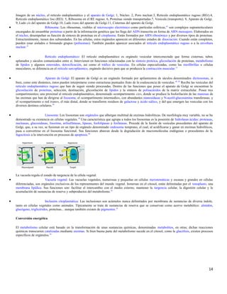 Imagen de un núcleo, el retículo endoplasmático y el aparato de Golgi; 1, Núcleo. 2, Poro nuclear.3, Retículo endoplasmático rugoso (REr).4,
Retículo endoplasmático liso (REl). 5, Ribosoma en el RE rugoso. 6, Proteínas siendo transportadas.7, Vesícula (transporte). 8, Aparato de Golgi.
9, Lado cis del aparato de Golgi.10, Lado trans del aparato de Golgi.11, Cisternas del aparato de Golgi.
• Ribosoma: Los ribosomas, visibles al microscopio electrónico como partículas esféricas,43
son complejos supramoleculares
encargados de ensamblar proteínas a partir de la información genética que les llega del ADN transcrita en forma de ARN mensajero. Elaborados en
el núcleo, desempeñan su función de síntesis de proteínas en el citoplasma. Están formados por ARN ribosómico y por diversos tipos de proteínas.
Estructuralmente, tienen dos subunidades. En las células, estos orgánulos aparecen en diferentes estados de disociación. Cuando están completos,
pueden estar aislados o formando grupos (polisomas). También pueden aparecer asociados al retículo endoplasmático rugoso o a la envoltura
nuclear.32
• Retículo endoplasmático: El retículo endoplasmático es orgánulo vesicular interconectado que forma cisternas, tubos
aplanados y sáculos comunicados entre sí. Intervienen en funciones relacionadas con la síntesis proteica, glicosilación de proteínas, metabolismo
de lípidos y algunos esteroides, detoxificación, así como el tráfico de vesículas. En células especializadas, como las miofibrillas o células
musculares, se diferencia en el retículo sarcoplásmico, orgánulo decisivo para que se produzca la contracción muscular.12
• Aparato de Golgi: El aparato de Golgi es un orgánulo formado por apilamientos de sáculos denominados dictiosomas, si
bien, como ente dinámico, éstos pueden interpretarse como estructuras puntuales fruto de la coalescencia de vesículas.44 45
Recibe las vesículas del
retículo endoplasmático rugoso que han de seguir siendo procesadas. Dentro de las funciones que posee el aparato de Golgi se encuentran la
glicosilación de proteínas, selección, destinación, glicosilación de lípidos y la síntesis de polisacáridos de la matriz extracelular. Posee tres
compartimientos; uno proximal al retículo endoplasmático, denominado «compartimento cis», donde se produce la fosforilación de las manosas de
las enzimas que han de dirigirse al lisosoma; el «compartimento intermedio», con abundantes manosidasas y N-acetil-glucosamina transferasas; y
el «compartimento o red trans», el más distal, donde se transfieren residuos de galactosa y ácido siálico, y del que emergen las vesículas con los
diversos destinos celulares.10
• Lisosoma: Los lisosomas son orgánulos que albergan multitud de enzimas hidrolíticas. De morfología muy variable, no se ha
demostrado su existencia en células vegetales.10
Una característica que agrupa a todos los lisosomas es la posesión de hidrolasas ácidas: proteasas,
nucleasas, glucosidasas, lisozima, arilsulfatasas, lipasas, fosfolipasas y fosfatasas. Procede de la fusión de vesículas procedentes del aparato de
Golgi, que, a su vez, se fusionan en un tipo de orgánulo denominado endosoma temprano, el cual, al acidificarse y ganar en enzimas hidrolíticos,
pasa a convertirse en el lisosoma funcional. Sus funciones abarcan desde la degradación de macromoléculas endógenas o procedentes de la
fagocitosis a la intervención en procesos de apoptosis.46
La vacuola regula el estado de turgencia de la célula vegetal.
• Vacuola vegetal: Las vacuolas vegetales, numerosas y pequeñas en células meristemáticas y escasas y grandes en células
diferenciadas, son orgánulos exclusivos de los representantes del mundo vegetal. Inmersas en el citosol, están delimitadas por el tonoplasto, una
membrana lipídica. Sus funciones son: facilitar el intercambio con el medio externo, mantener la turgencia celular, la digestión celular y la
acumulación de sustancias de reserva y subproductos del metabolismo.35
• Inclusión citoplasmática: Las inclusiones son acúmulos nunca delimitados por membrana de sustancias de diversa índole,
tanto en células vegetales como animales. Típicamente se trata de sustancias de reserva que se conservan como acervo metabólico: almidón,
glucógeno, triglicéridos, proteínas... aunque también existen de pigmentos.10
Conversión energética
El metabolismo celular está basado en la transformación de unas sustancias químicas, denominadas metabolitos, en otras; dichas reacciones
químicas transcurren catalizadas mediante enzimas. Si bien buena parte del metabolismo sucede en el citosol, como la glucólisis, existen procesos
específicos de orgánulos.39
14
 