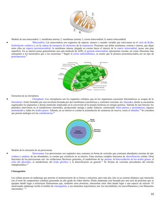 Modelo de una mitocondria: 1, membrana interna; 2, membrana externa; 3, cresta mitocondrial; 4, matriz mitocondrial.
• Mitocondria: Las mitocondrias son orgánulos de aspecto, número y tamaño variable que intervienen en el ciclo de Krebs,
fosforilación oxidativa y en la cadena de transporte de electrones de la respiración. Presentan una doble membrana, externa e interna, que dejan
entre ellas un espacio perimitocondrial; la membrana interna, plegada en crestas hacia el interior de la matriz mitocondrial, posee una gran
superficie. En su interior posee generalmente una sola molécula de ADN, el genoma mitocondrial, típicamente circular, así como ribosomas más
semejantes a los bacterianos que a los eucariotas.10
Según la teoría endosimbiótica, se asume que la primera protomitocondria era un tipo de
proteobacteria.47
Estructura de un cloroplasto.
• Cloroplasto: Los cloroplastos son los orgánulos celulares que en los organismos eucariotas fotosintéticos se ocupan de la
fotosíntesis. Están limitados por una envoltura formada por dos membranas concéntricas y contienen vesículas, los tilacoides, donde se encuentran
organizados los pigmentos y demás moléculas implicadas en la conversión de la energía luminosa en energía química. Además de esta función, los
plastidios intervienen en el metabolismo intermedio, produciendo energía y poder reductor, sintetizando bases púricas y pirimidínicas, algunos
aminoácidos y todos los ácidos grasos. Además, en su interior es común la acumulación de sustancias de reserva, como el almidón.10
Se considera
que poseen analogía con las cianobacterias.48
Modelo de la estructura de un peroxisoma.
• Peroxisoma: Los peroxisomas son orgánulos muy comunes en forma de vesículas que contienen abundantes enzimas de tipo
oxidasa y catalasa; de tan abundantes, es común que cristalicen en su interior. Estas enzimas cumplen funciones de detoxificación celular. Otras
funciones de los peroxisomas son: las oxidaciones flavínicas generales, el catabolismo de las purinas, la beta-oxidación de los ácidos grasos, el
ciclo del glioxilato, el metabolismo del ácido glicólico y la detoxificación en general.10
Se forman de vesículas procedentes del retículo
endoplasmático.49
Citoesqueleto
Las células poseen un andamiaje que permite el mantenimiento de su forma y estructura, pero más aún, éste es un sistema dinámico que interactúa
con el resto de componentes celulares generando un alto grado de orden interno. Dicho andamiaje está formado por una serie de proteínas que se
agrupan dando lugar a estructuras filamentosas que, mediante otras proteínas, interactúan entre ellas dando lugar a una especie de retículo. El
mencionado andamiaje recibe el nombre de citoesqueleto, y sus elementos mayoritarios son: los microtúbulos, los microfilamentos y los filamentos
intermedios.1 [b]
15
 