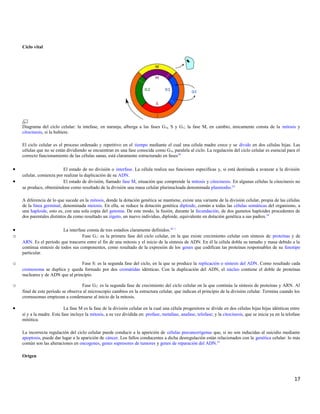 Ciclo vital
Diagrama del ciclo celular: la intefase, en naranja, alberga a las fases G0, S y G1; la fase M, en cambio, únicamente consta de la mitosis y
citocinesis, si la hubiere.
El ciclo celular es el proceso ordenado y repetitivo en el tiempo mediante el cual una célula madre crece y se divide en dos células hijas. Las
células que no se están dividiendo se encuentran en una fase conocida como G0, paralela al ciclo. La regulación del ciclo celular es esencial para el
correcto funcionamiento de las células sanas, está claramente estructurado en fases44
• El estado de no división o interfase. La célula realiza sus funciones específicas y, si está destinada a avanzar a la división
celular, comienza por realizar la duplicación de su ADN.
• El estado de división, llamado fase M, situación que comprende la mitosis y citocinesis. En algunas células la citocinesis no
se produce, obteniéndose como resultado de la división una masa celular plurinucleada denominada plasmodio.[c]
A diferencia de lo que sucede en la mitosis, donde la dotación genética se mantiene, existe una variante de la división celular, propia de las células
de la línea germinal, denominada meiosis. En ella, se reduce la dotación genética diploide, común a todas las células somáticas del organismo, a
una haploide, esto es, con una sola copia del genoma. De este modo, la fusión, durante la fecundación, de dos gametos haploides procedentes de
dos parentales distintos da como resultado un zigoto, un nuevo individuo, diploide, equivalente en dotación genética a sus padres.54
• La interfase consta de tres estadios claramente definidos.44 1
o Fase G1: es la primera fase del ciclo celular, en la que existe crecimiento celular con síntesis de proteínas y de
ARN. Es el período que trascurre entre el fin de una mitosis y el inicio de la síntesis de ADN. En él la célula dobla su tamaño y masa debido a la
continua síntesis de todos sus componentes, como resultado de la expresión de los genes que codifican las proteínas responsables de su fenotipo
particular.
o Fase S: es la segunda fase del ciclo, en la que se produce la replicación o síntesis del ADN. Como resultado cada
cromosoma se duplica y queda formado por dos cromátidas idénticas. Con la duplicación del ADN, el núcleo contiene el doble de proteínas
nucleares y de ADN que al principio.
o Fase G2: es la segunda fase de crecimiento del ciclo celular en la que continúa la síntesis de proteínas y ARN. Al
final de este período se observa al microscopio cambios en la estructura celular, que indican el principio de la división celular. Termina cuando los
cromosomas empiezan a condensarse al inicio de la mitosis.
• La fase M es la fase de la división celular en la cual una célula progenitora se divide en dos células hijas hijas idénticas entre
sí y a la madre. Esta fase incluye la mitosis, a su vez dividida en: profase, metafase, anafase, telofase; y la citocinesis, que se inicia ya en la telofase
mitótica.
La incorrecta regulación del ciclo celular puede conducir a la aparición de células precancerígenas que, si no son inducidas al suicidio mediante
apoptosis, puede dar lugar a la aparición de cáncer. Los fallos conducentes a dicha desregulación están relacionados con la genética celular: lo más
común son las alteraciones en oncogenes, genes supresores de tumores y genes de reparación del ADN.55
Origen
17
 
