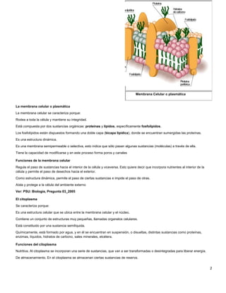La membrana celular o plasmática
La membrana celular se caracteriza porque:
Rodea a toda la célula y mantiene su integridad.
Está compuesta por dos sustancias orgánicas: proteínas y lípidos, específicamente fosfolípidos.
Los fosfolípidos están dispuestos formando una doble capa (bicapa lipídica), donde se encuentran sumergidas las proteínas.
Es una estructura dinámica.
Es una membrana semipermeable o selectiva, esto indica que sólo pasan algunas sustancias (moléculas) a través de ella.
Tiene la capacidad de modificarse y en este proceso forma poros y canales
Funciones de la membrana celular
Regula el paso de sustancias hacia el interior de la célula y viceversa. Esto quiere decir que incorpora nutrientes al interior de la
célula y permite el paso de desechos hacia el exterior.
Como estructura dinámica, permite el paso de ciertas sustancias e impide el paso de otras.
Aísla y protege a la célula del ambiente externo
Ver: PSU: Biología, Pregunta 03_2005
El citoplasma
Se caracteriza porque:
Es una estructura celular que se ubica entre la membrana celular y el núcleo.
Contiene un conjunto de estructuras muy pequeñas, llamadas organelos celulares.
Está constituido por una sustancia semilíquida.
Químicamente, está formado por agua, y en él se encuentran en suspensión, o disueltas, distintas sustancias como proteínas,
enzimas, líquidos, hidratos de carbono, sales minerales, etcétera.
Funciones del citoplasma
Nutritiva. Al citoplasma se incorporan una serie de sustancias, que van a ser transformadas o desintegradas para liberar energía.
De almacenamiento. En el citoplasma se almacenan ciertas sustancias de reserva.
2
Membrana Celular o plasmática
 