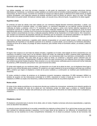 Eucariota: célula vegetal
Las células vegetales, así como las animales, presentan un alto grado de organización, con numerosas estructuras internas
delimitadas por membranas. La membrana nuclear establece una barrera entre la cromatina (material genético) y el citoplasma. Las
mitocondrias, de interior sinuoso, convierten los nutrientes en energía que utiliza la planta. A diferencia de la célula animal, la vegetal
contiene cloroplastos, unos orgánulos capaces de sintetizar azúcares a partir de dióxido de carbono, agua y luz solar. Otro rasgo
diferenciador es la pared celular, formada por celulosa rígida, y la vacuola única y llena de líquido, muy grande en la célula vegetal.
Superficie celular
El contenido de todas las células vivas está rodeado por una membrana delgada llamada membrana plasmática, o celular, que
marca el límite entre el contenido celular y el medio externo. La membrana plasmática es una película continua formada por
moléculas de lípidos y proteínas, entre 8 y 10 nanómetros (nm) de espesor y actúa como barrera selectiva reguladora de la
composición química de la célula. La mayor parte de los iones y moléculas solubles en agua son incapaces de cruzar de forma
espontánea esta barrera, y precisan de la concurrencia de proteínas portadoras especiales o de canales proteicos. De este modo la
célula mantiene concentraciones de iones y moléculas pequeñas distintas de las imperantes en el medio externo. Otro mecanismo,
que consiste en la formación de pequeñas vesículas de membrana que se incorporan a la membrana plasmática o se separan de
ella, permite a las células animales transferir macromoléculas y partículas aún mayores a través de la membrana.
Casi todas las células bacterianas y vegetales están además encapsuladas en una pared celular gruesa y sólida compuesta de
polisacáridos (el mayoritario en las plantas superiores es la celulosa). La pared celular, que es externa a la membrana plasmática,
mantiene la forma de la célula y la protege de daños mecánicos, pero también limita el movimiento celular y la entrada y salida de
materiales.
El núcleo
El órgano más conspicuo en casi todas las células animales y vegetales es el núcleo; está rodeado de forma característica por una
membrana, es esférico y mide unas 5 µm de diámetro. Dentro del núcleo, las moléculas de ADN y proteínas están organizadas en
cromosomas que suelen aparecer dispuestos en pares idénticos. Los cromosomas están muy retorcidos y enmarañados y es difícil
identificarlos por separado. Pero justo antes de que la célula se divida, se condensan y adquieren grosor suficiente para ser
detectables como estructuras independientes. El ADN del interior de cada cromosoma es una molécula única muy larga y arrollada
que contiene secuencias lineales de genes. Éstos encierran a su vez instrucciones codificadas para la construcción de las moléculas
de proteínas y ARN necesarias para producir una copia funcional de la célula.
El núcleo está rodeado por una membrana doble, y la interacción con el resto de la célula (es decir, con el citoplasma) tiene lugar a
través de unos orificios llamados poros nucleares. El nucleolo es una región especial en la que se sintetizan partículas que contienen
ARN y proteína que migran al citoplasma a través de los poros nucleares y a continuación se modifican para transformarse en
ribosomas.
El núcleo controla la síntesis de proteínas en el citoplasma enviando mensajeros moleculares. El ARN mensajero (ARNm) se
sintetiza de acuerdo con las instrucciones contenidas en el ADN y abandona el núcleo a través de los poros. Una vez en el
citoplasma, el ARNm se acopla a los ribosomas y codifica la estructura primaria de una proteína específica.
Núcleo celular
El núcleo de las células eucarióticas es una estructura discreta que contiene los cromosomas, recipientes de la dotación genética de
la célula. Está separado del resto de la célula por una membrana nuclear de doble capa y contiene un material llamado
nucleoplasma. La membrana nuclear está perforada por poros que permiten el intercambio de material celular entre nucleoplasma y
citoplasma.
Citoplasma y citosol
El citoplasma comprende todo el volumen de la célula, salvo el núcleo. Engloba numerosas estructuras especializadas y orgánulos,
como se describirá más adelante.
La solución acuosa concentrada en la que están suspendidos los orgánulos se llama citosol. Es un gel de base acuosa que contiene
gran cantidad de moléculas grandes y pequeñas, y en la mayor parte de las células es, con diferencia, el compartimiento más
voluminoso (en las bacterias es el único compartimiento intracelular). En el citosol se producen muchas de las funciones más
20
 